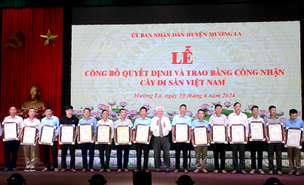 32[-]cây[-]của[-]17[-]bản[-]và[-]tiểu[-]khu[-]của[-]huyện[-]Mường[-]La[-]-Sơn[-]La)được[-]công[-]nhận[-]Cây[-]Di[-]sản[-]Việt[-]Nam